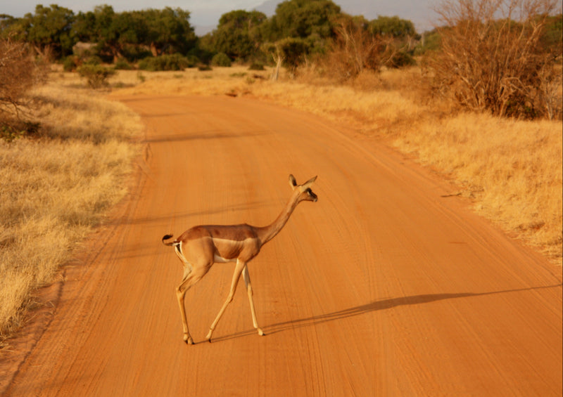 80692 Natur - Safari