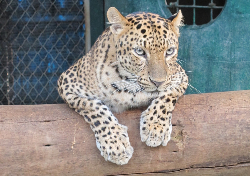 73341 Tierwelt - Leopard