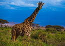 23253 Tierwelt - Giraffe