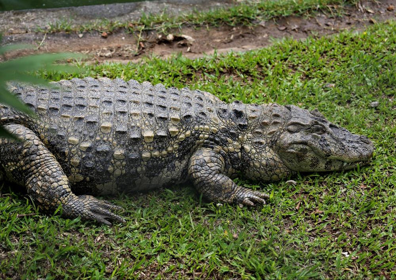23278 Tierwelt - Krokodil
