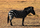 53312 Tierwelt - Zebra
