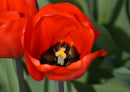 82315 Natur - Tulpen