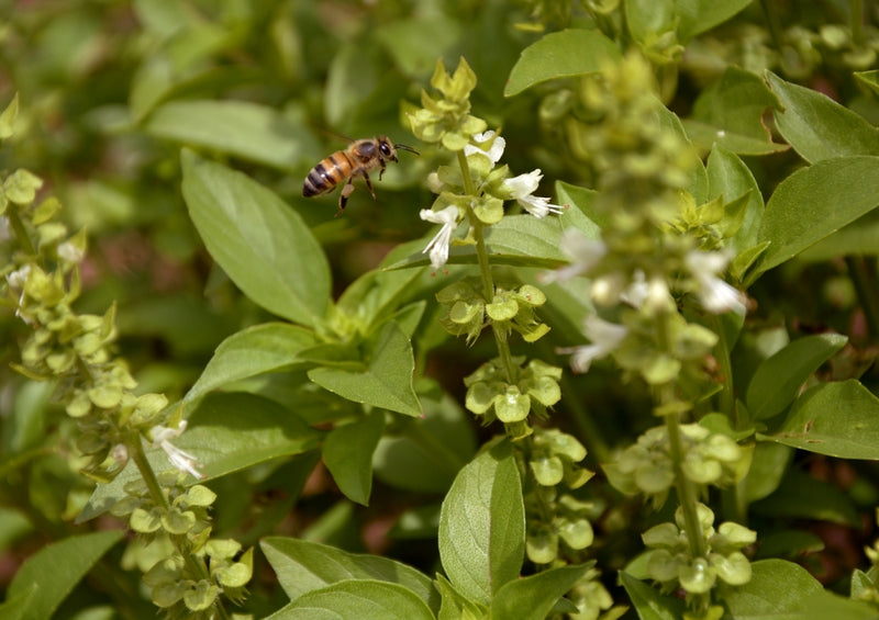 43207 Tierwelt - Biene
