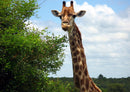 78131 Natur - Giraffe