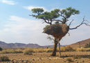 82829 Natur - Afrika