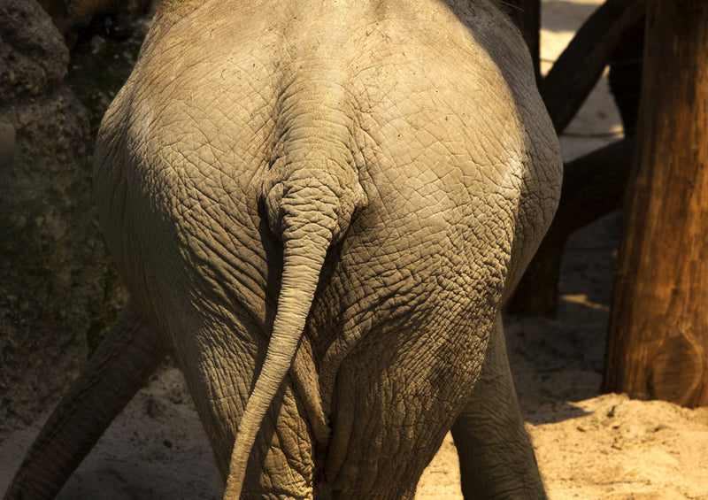 87011 Tierwelt - Elefant