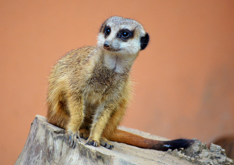 82863 Natur - Erdmännchen