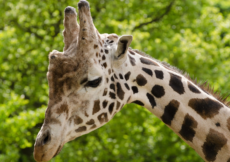 80496 Natur - Giraffe