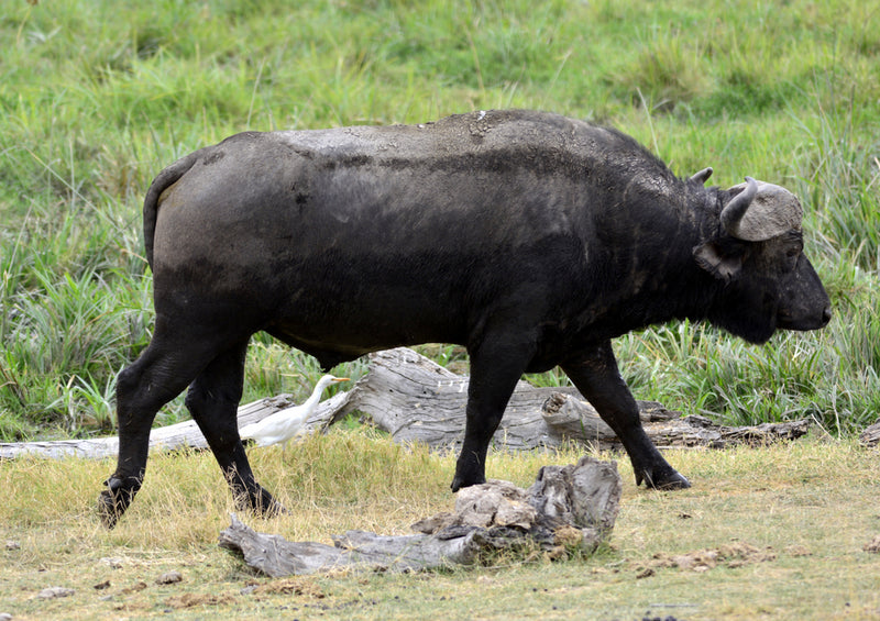 80724 Natur - Bison