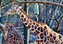 75334 Tierwelt - Giraffe