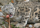 77107 Tierwelt - Schneeleopard