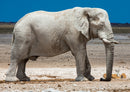 84474 Natur - Elefant
