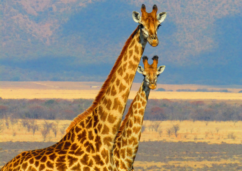 76443 Natur - Giraffen