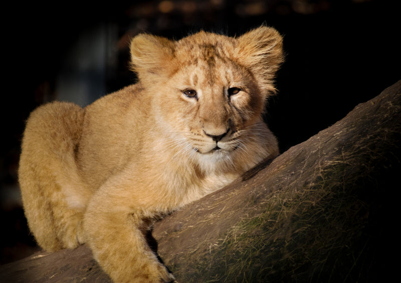 83877 Natur - Löwe