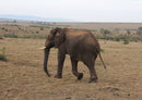 78175 Natur - Elefant