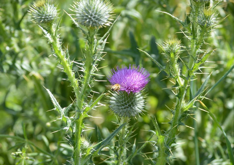 18586 Natur - Distel