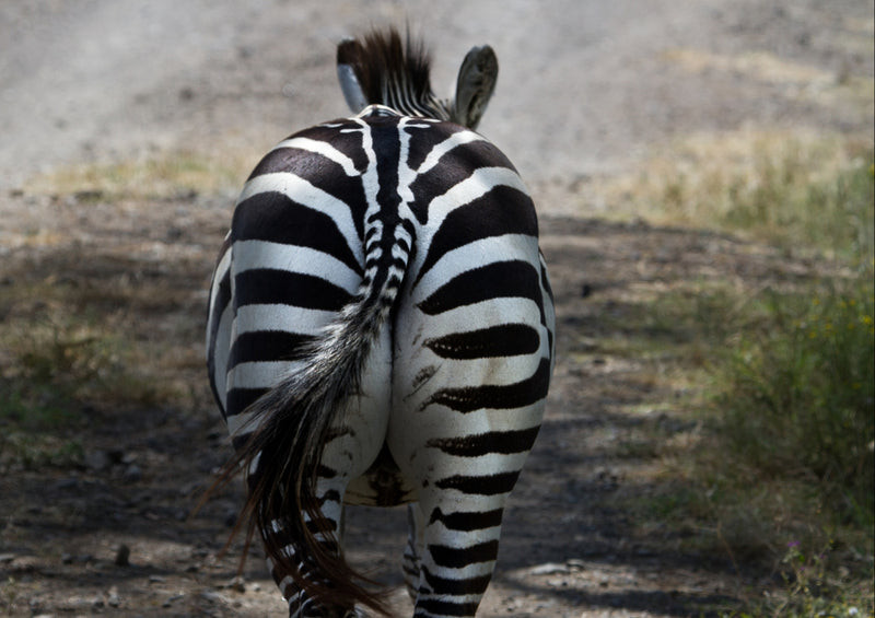 83447 Tierwelt - Zebra