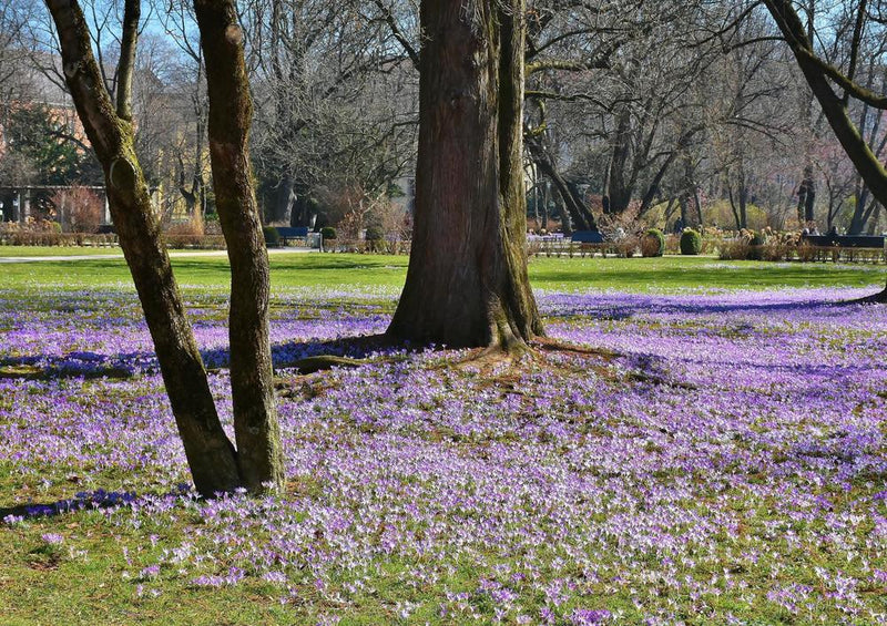 21475 Natur - Krokus-Garten