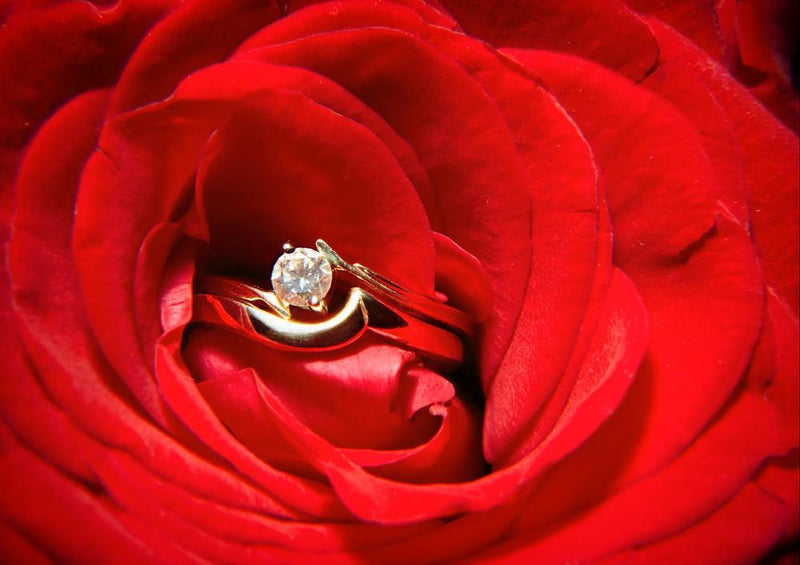 18601 Menschen - Rose mit Ring