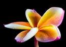 29843 Natur - Frangipani