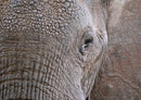85956 Tierwelt - Elefant
