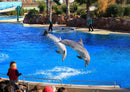 32131 Tierwelt - Delfin-Show