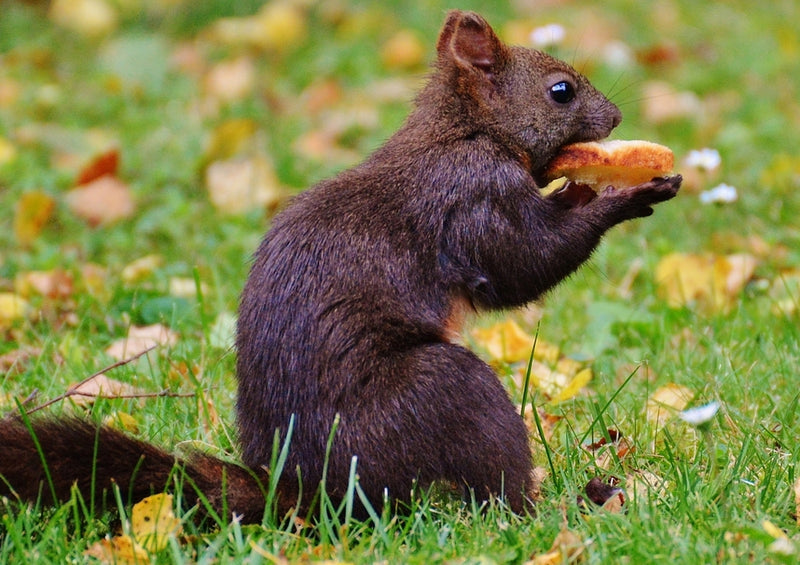 33496 Natur - Eichhörnchen