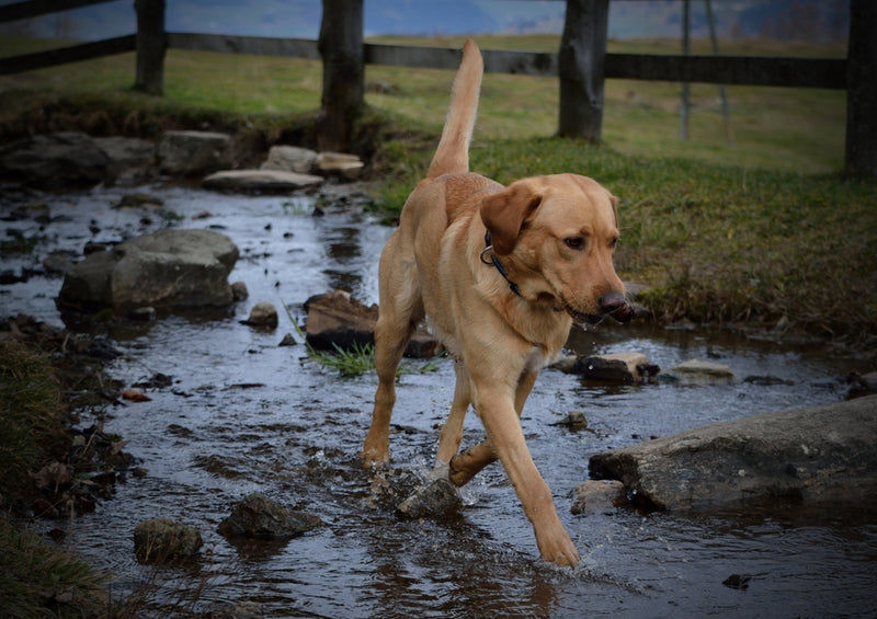 34420 Tierwelt - Labrador