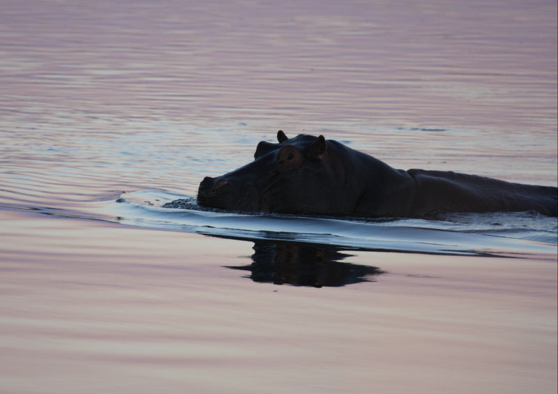 76728 Natur - Nilpferd im Wasser