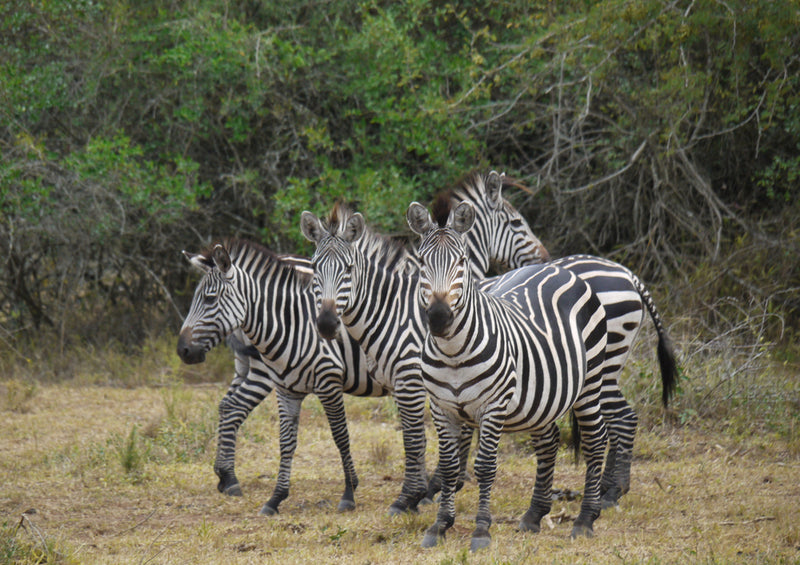 80267 Natur - Safari