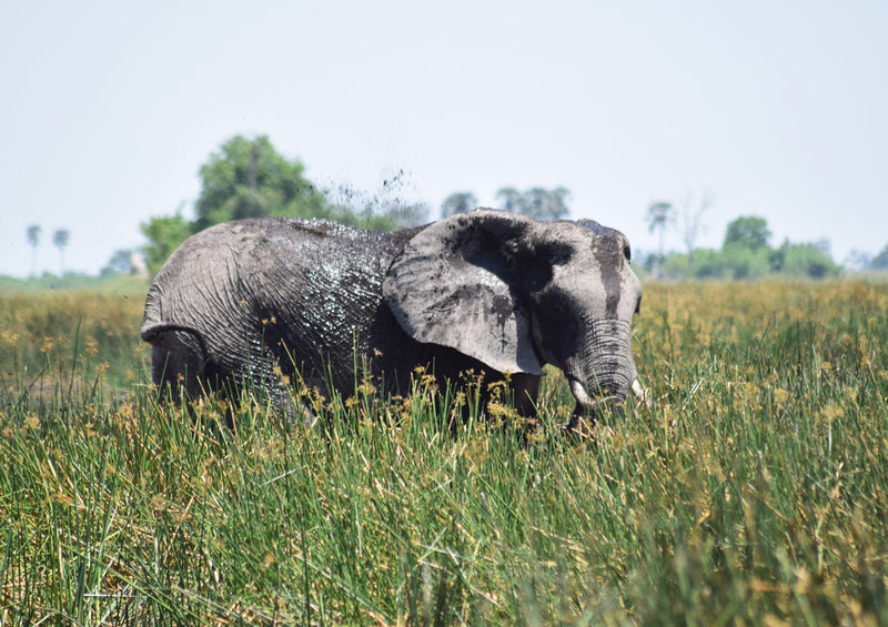 86789 Tierwelt - Elefant