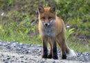 71936 Tierwelt - Fuchs