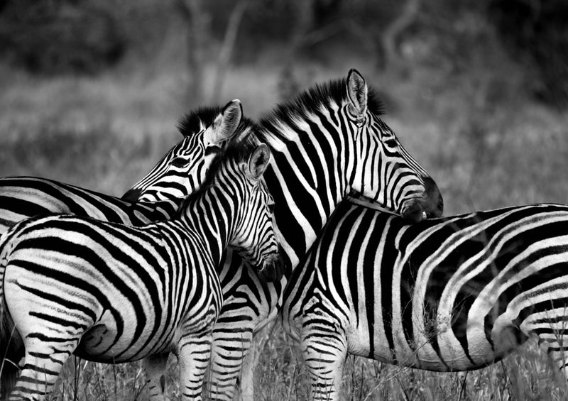 81466 Natur - Zebras