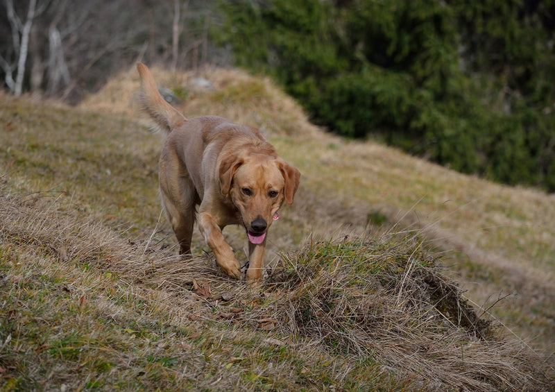 35257 Tierwelt - Labrador