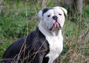 19069 Tierwelt - Englische Bulldogge