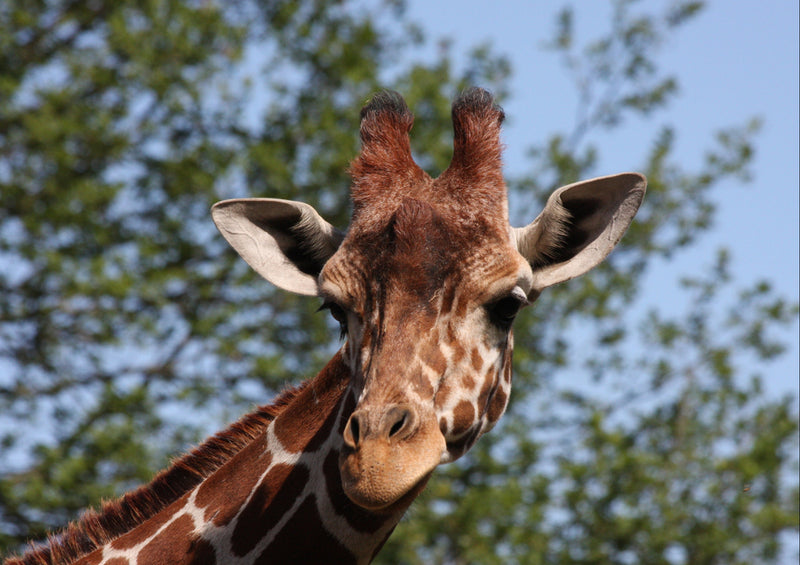 78707 Natur - Giraffe