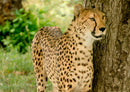 78114 Natur - Jaguar
