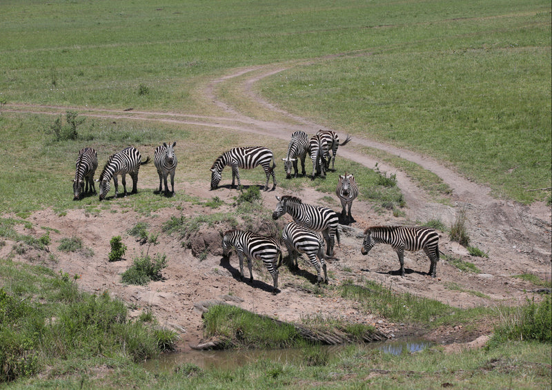 81243 Natur - Zebras