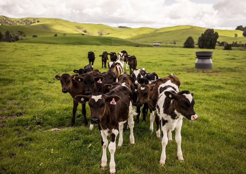24644 Tierwelt - Kühe auf der Weide