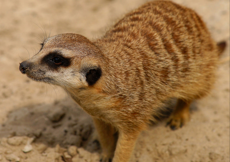 83813 Tierwelt - Erdmännchen