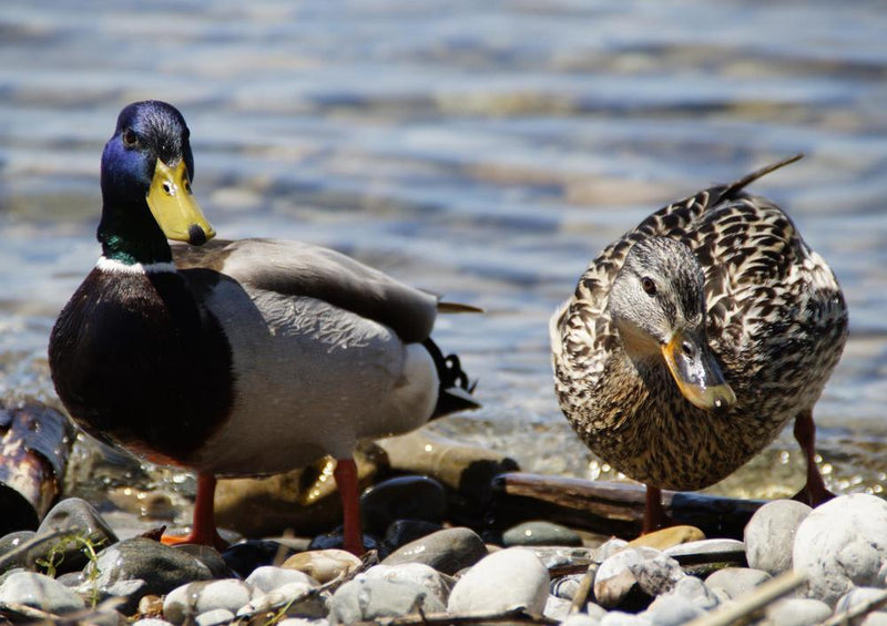 22384 Tierwelt - Enten-Paar