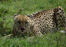 76041 Tierwelt - Gepard