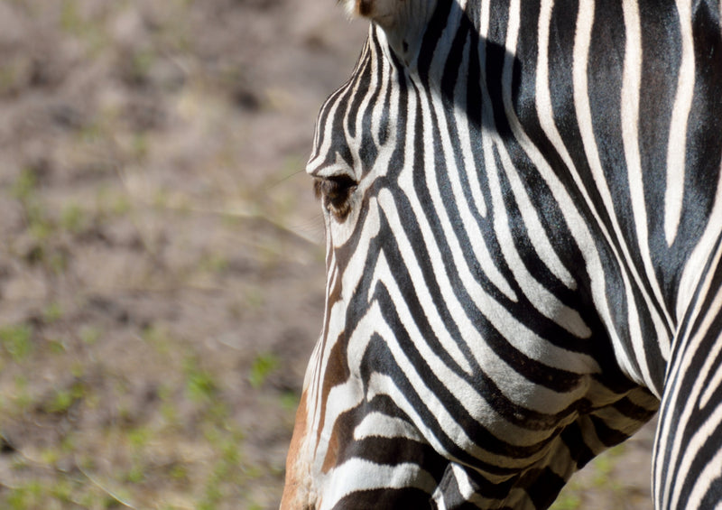 82789 Natur - Zebra