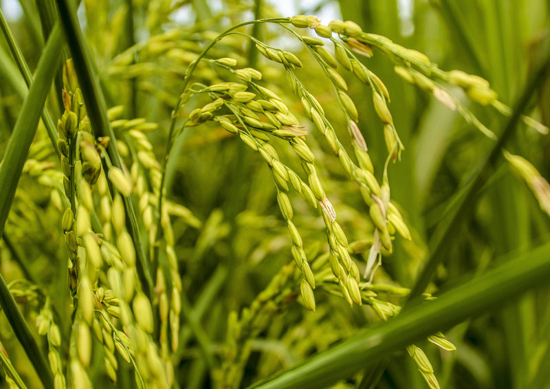 83455 Natur - Reisanbau