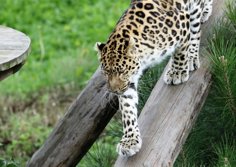 76979 Tierwelt - Leopard
