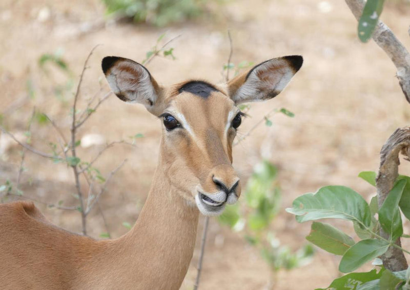 18280 Natur - Impala