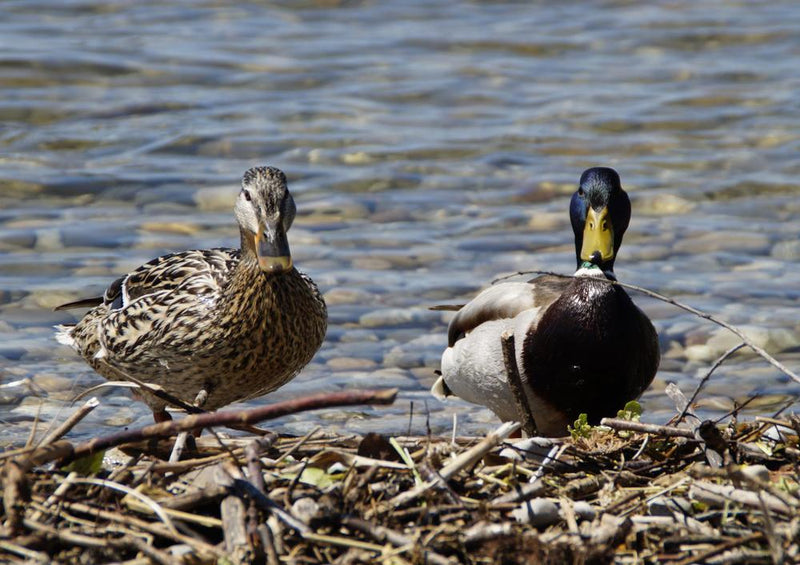 22435 Tierwelt - Enten am Ufer