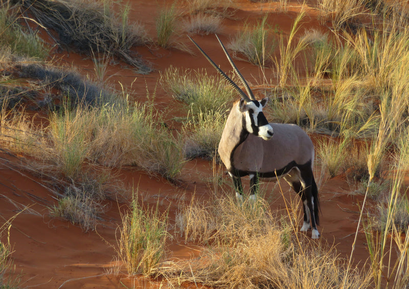 84435 Natur - Oryx