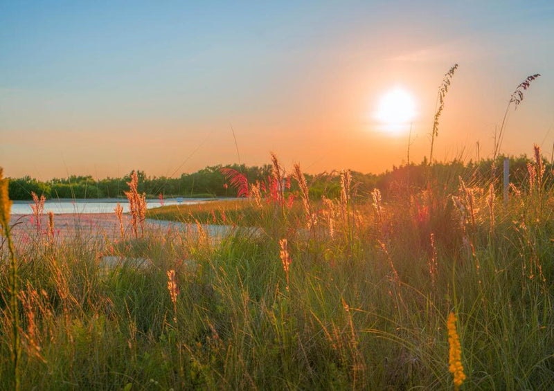 20648 Natur - Sommer-Wiese