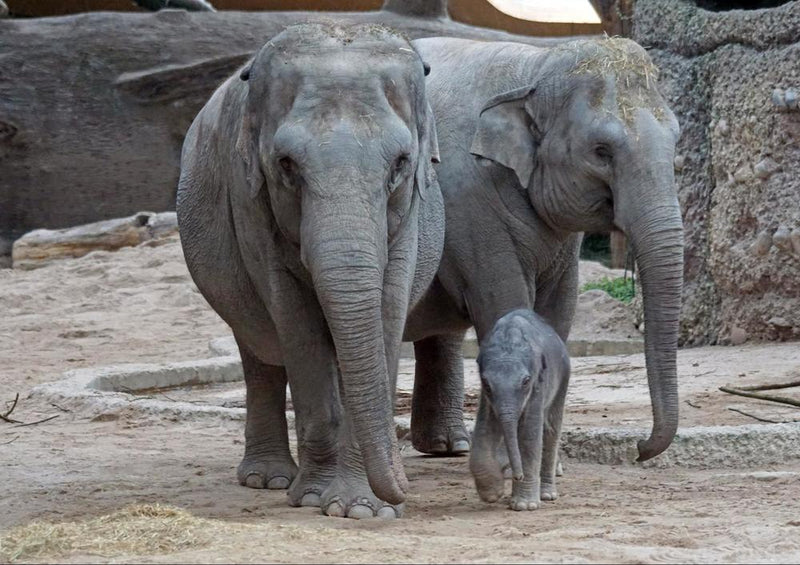 18048 Tierwelt - Elefanten-Familie